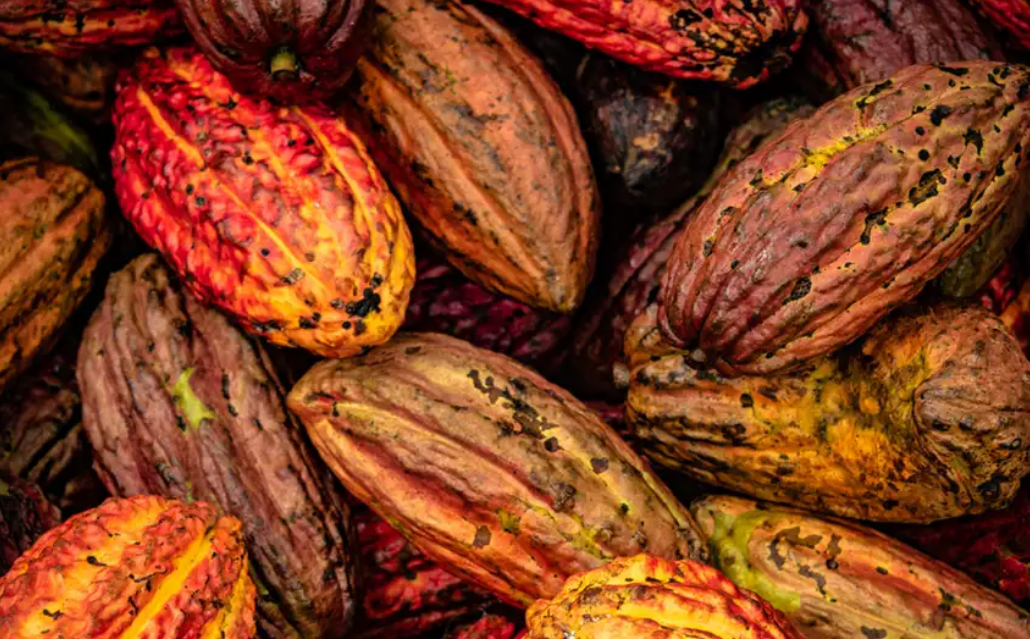 cacao precolombino